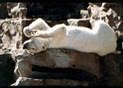 Polar Bear at Detroit Zoo