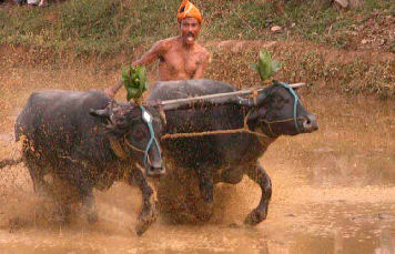 mangalore